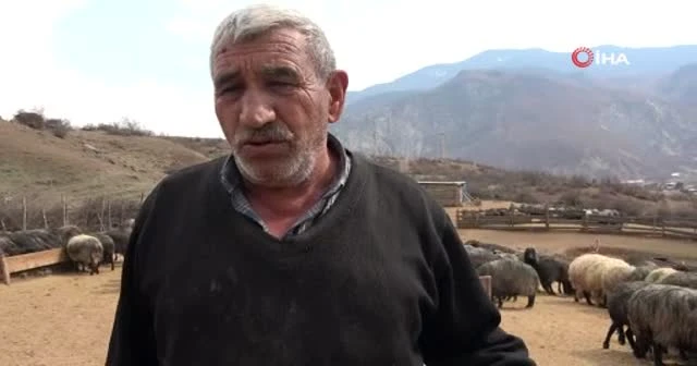 Kuzuların anneleriyle buluşma anı renkli görüntüler oluşturuyor