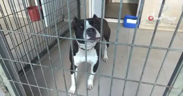 Manisa’da pitbull dehşeti: 2 polis yaralandı