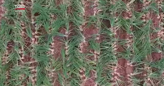 Soğan üreticisi dertli, destek bekliyor