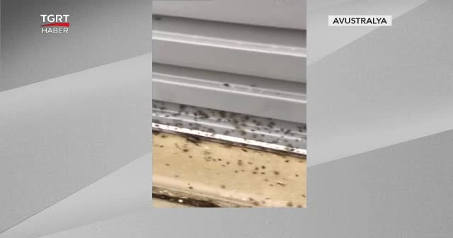 Zehirli örümcek alarmı verildi
