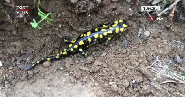 Bahar geldi "Benekli" semenderler çıktı