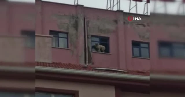 Binanın 9’uncu katındaki köpeğe seslenen vatandaş: “Ne derdin var intihar etme”