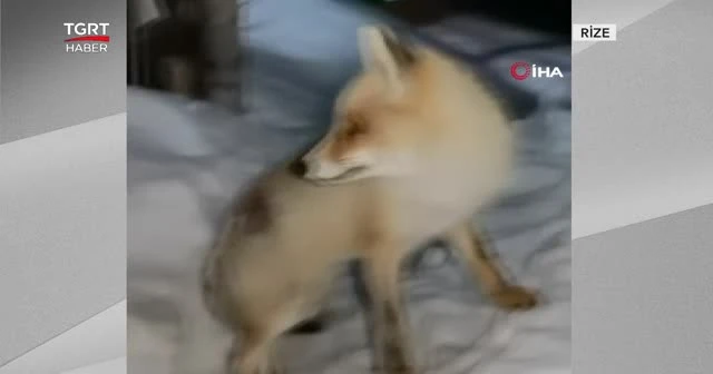 Her gece evine gelen tilkiyi besliyor