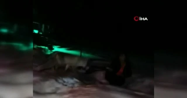 Her gece evine gelen tilkiyi peynirle besliyor