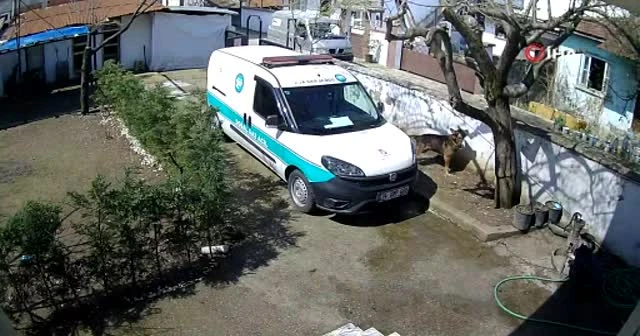 Kargoyu fırlatan kuryeyi köpek affetmedi