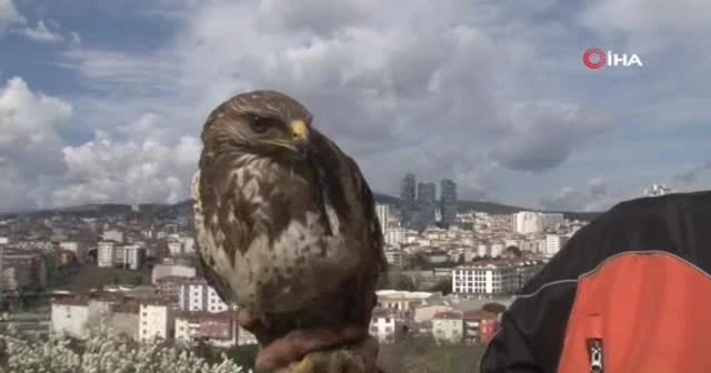 Kartal'da aç kalan yırtıcı şahin kent merkezine indi