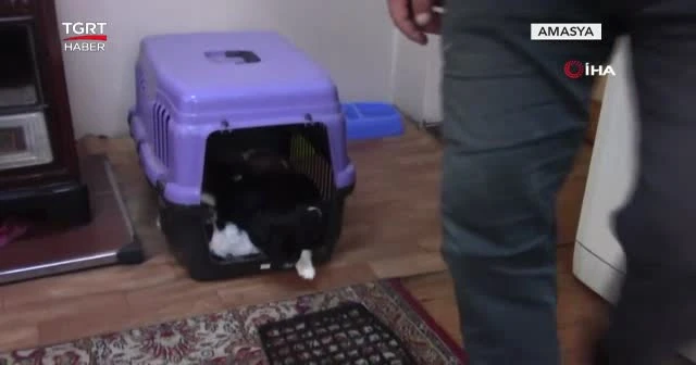 Kedi hem civcivlerin hem köpeklerin annesi