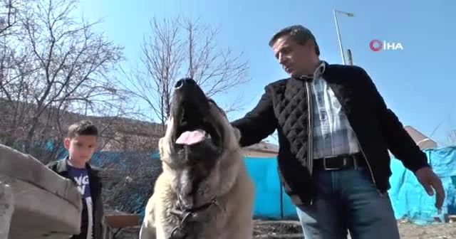 Köpek dile geldi; “Benim adım Ejder”