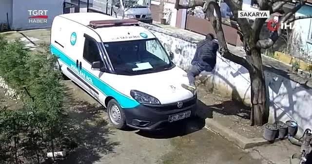 Köpekten korkan kurye ağaca tırmandı