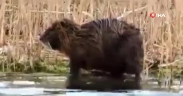 Koypu’nun kendini temizlediği anlar kamerada