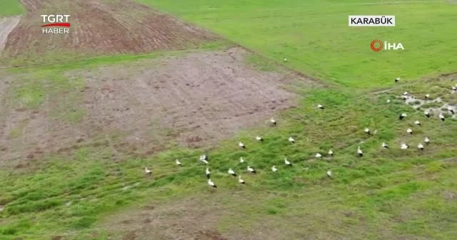 Leylekler geldi ama soğuk hava da geldi