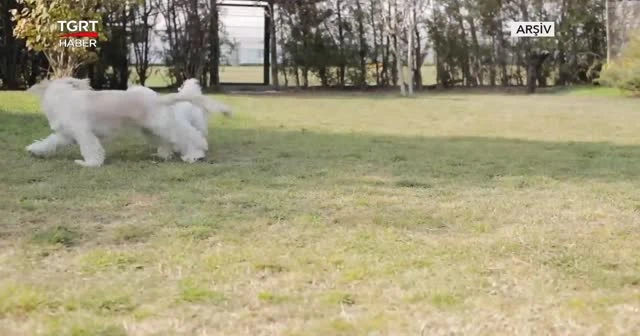 MS hastası kızın köpeğini bulana para ödülü