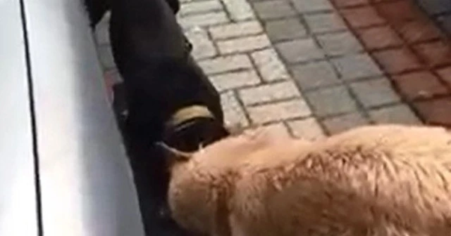 Pitbull sokak köpeğine saldırdı