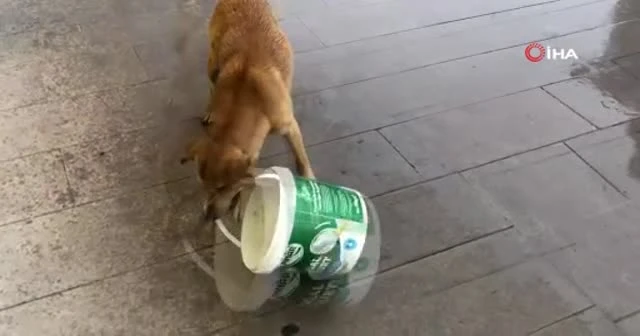 Sevimli köpeğin kovayla oyunu tebessüm ettirdi