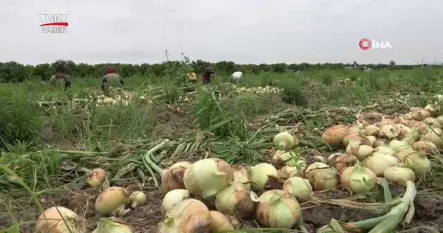 TMO kilosunu 60 kuruştan satın alacak