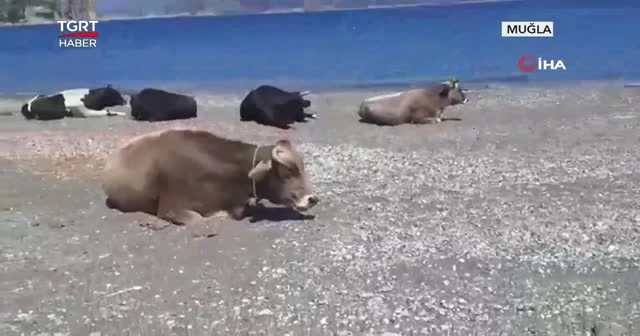 Ünlü plajın tadını bu kez inekler çıkardı