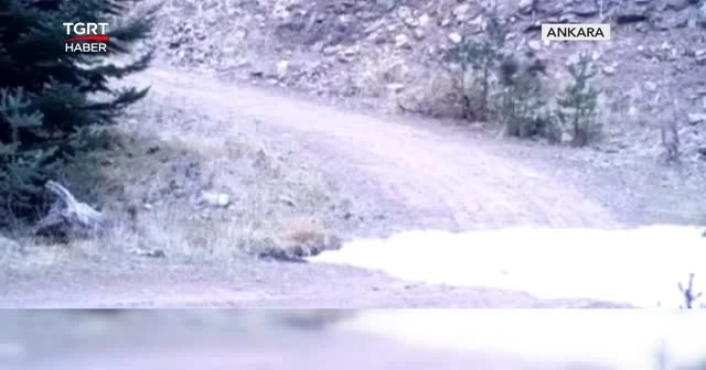 Yaban hayatında ölümcül karşılaşma