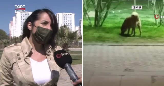 Yolunu kaybeden köpek 1,5 ay sonra bulundu