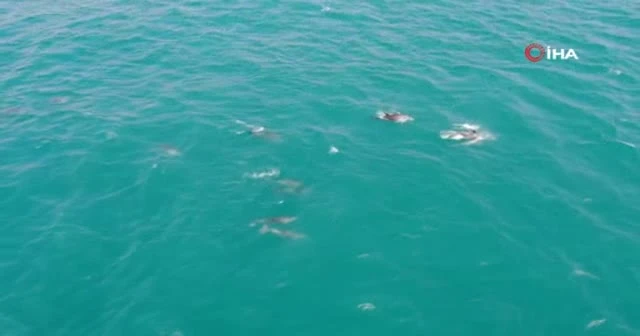 Yunuslardan İstanbul Boğazı'nda görsel şölen