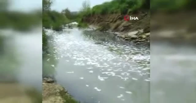 Tekirdağ'da tedirgin eden balık ölümleri