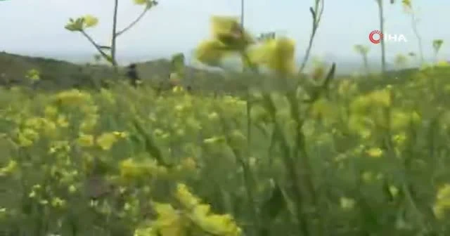 Türkiye ve Azerbaycan askerlerinden ortak askeri tatbikat