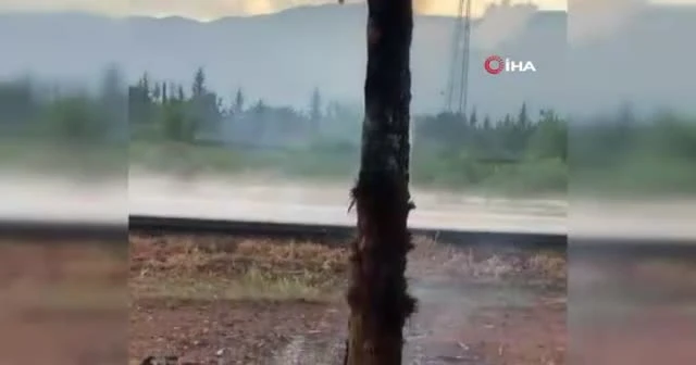 Yıldırım düşen palmiye ağaçları alev alev yandı