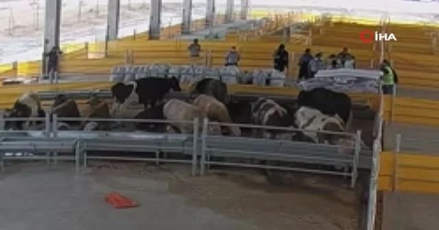 1 tonluk tosun kalp krizi geçirdi