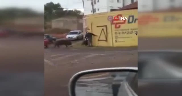 Brezilya’da yemek taşıyan kurye domuz saldırısına uğradı