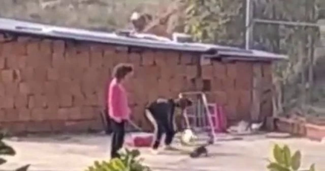 Çocukların kediye işkencesi kan dondurdu