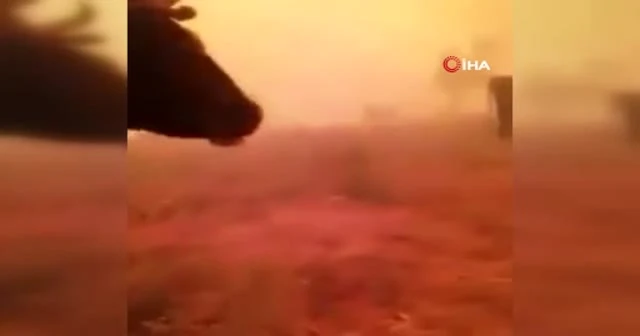 İnekleri yangının ortasında kaldı, "Gel gitme ne olursun" diye yalvardı