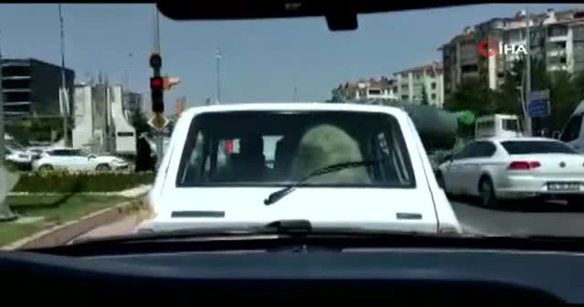 Kurbanlık koyunu otomobilin bagajında taşıdı