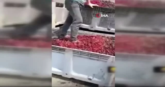 Meyve suyu tesisinde mide bulandıran görüntü