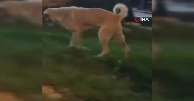 Müziğin ritmine kapılan köpeğin dansı kamerada