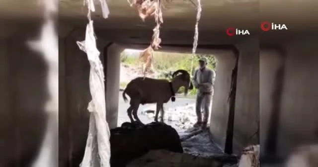 Türk kovboy kaçan kurbanı böyle yakalamaya çalıştı