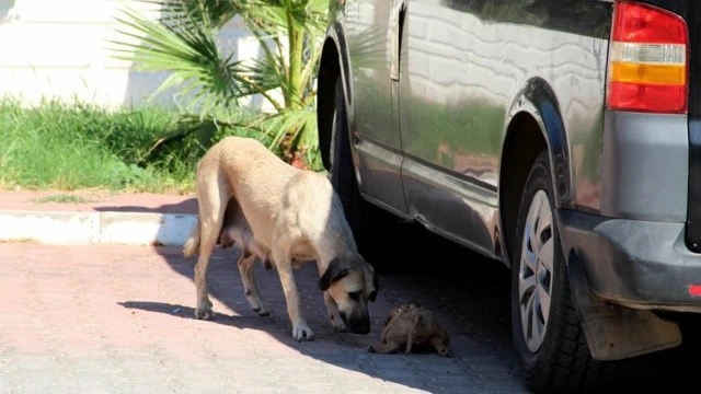 5 yavru köpeği döverek ve yakarak öldürmüşler