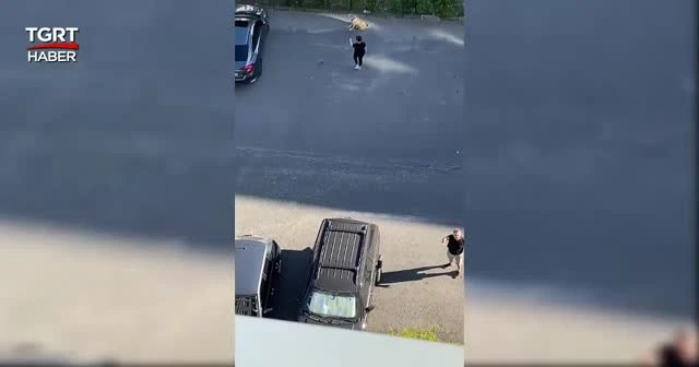 Daire 16’nın ‘köpek isyanı’ sosyal medyayı salladı
