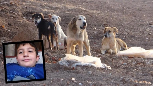 Sokak köpeklerinden kaçarken arabanın altında kaldı