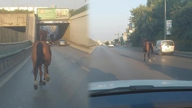 Trafikte koşan at ortalığı birbirine kattı
