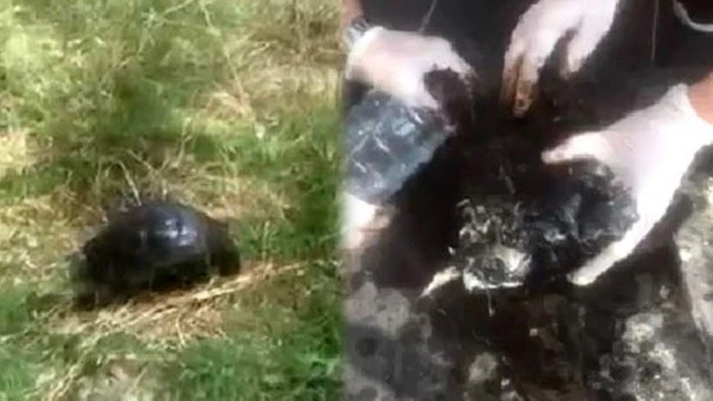 Üzerine zift dökülen kaplumbağayı vatandaş kurtardı