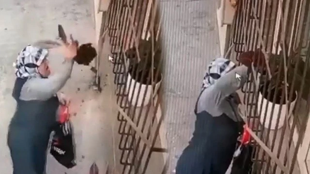Yaşlı kadın saksıdaki çiçeği çaldı
