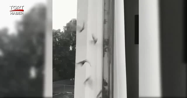 Binanın duvarından yüzlerce yarasa çıktı