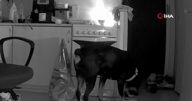 Çekya’da bir köpek yemek ararken mutfağı ateşe verdi