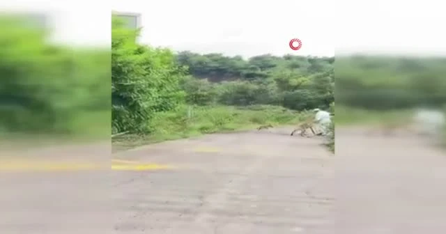 Hindistan’da yaşlı adama sırtlan saldırdı