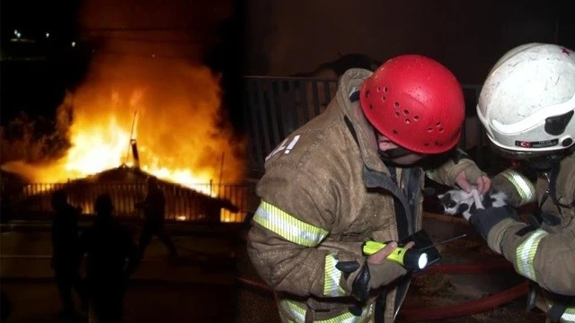 İtfaiye ekipleri yavru kediyi yangından kurtardı
