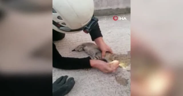 İtfaiyeden kalbi duran kediye kalp masajı