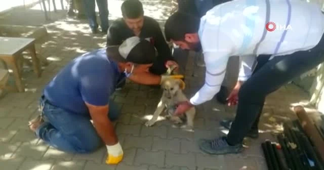 Otomobilin çarptığı yavru köpek kalp masajıyla hayata döndü