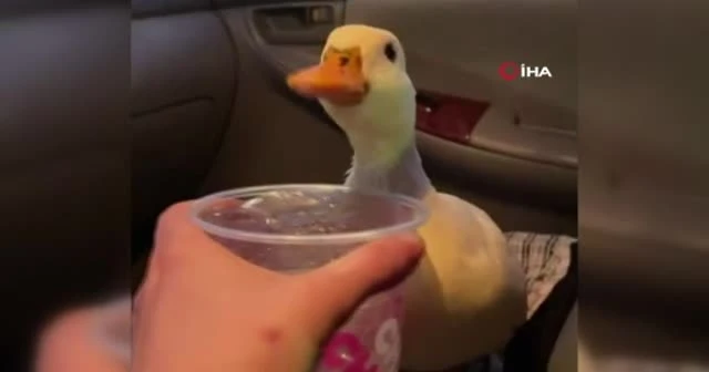 TikTok fenomeni ördeğin kazancı şaşırttı