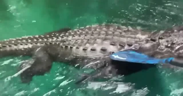 Timsahı kürekle itip kurtulmaya çalıştı