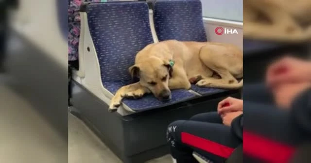 Tramvayda sevimli yolcu