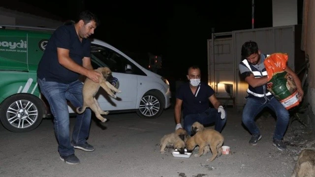 Yavru köpekleri çuvala koyup suya attılar